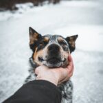 Dog in snow