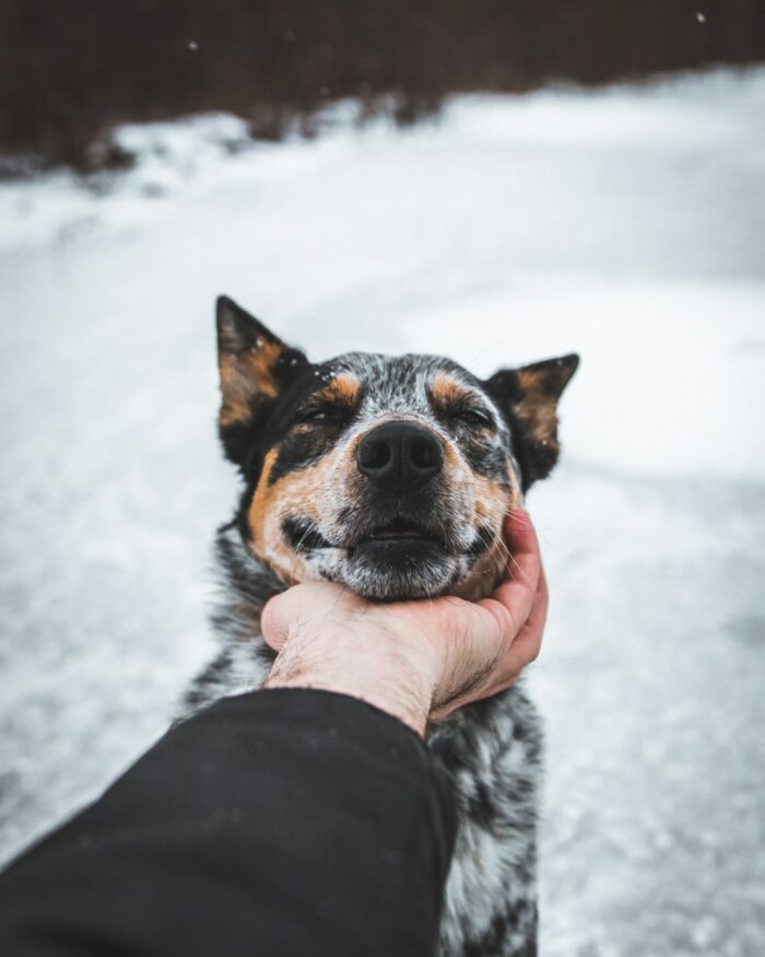 Dog in snow