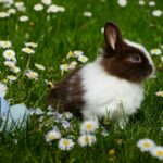 Rabbit in field of daisies