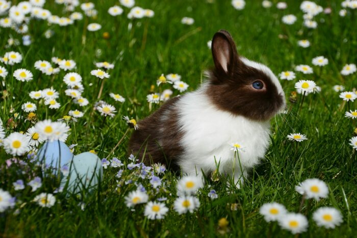 Rabbit in field of daisies