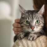 Cat looking over woman's shoulder