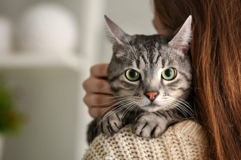 Cat looking over woman's shoulder