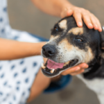 Dog with hands on their head