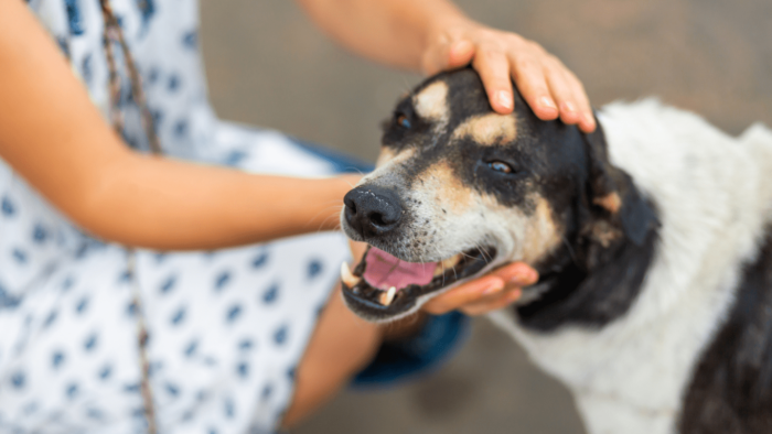 Dog with hands on their head