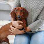 dog sitting in arms of owner