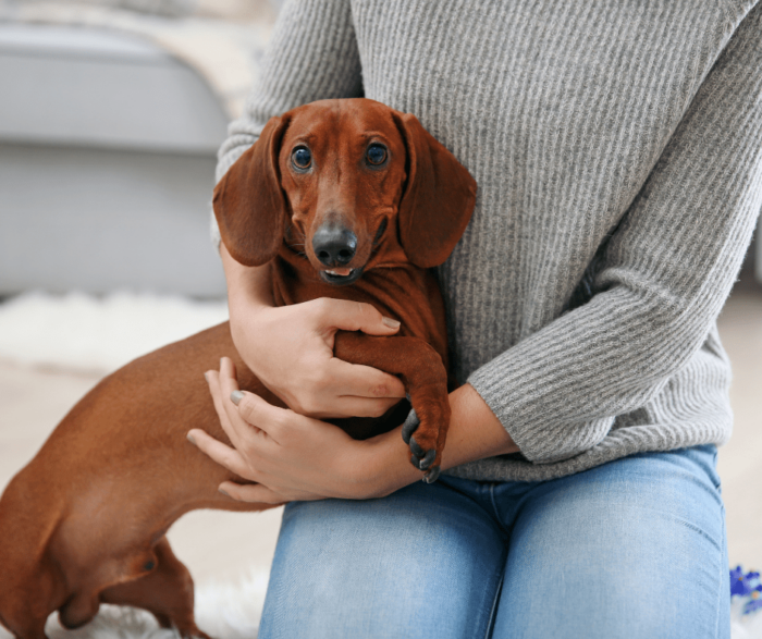 dog sitting in arms of owner