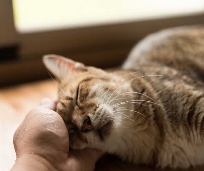 Cats in their Senior Years – Supporting Common Conditions