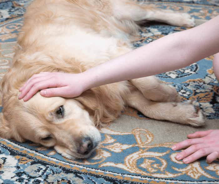 Dogs in their Senior Years – supporting common conditions