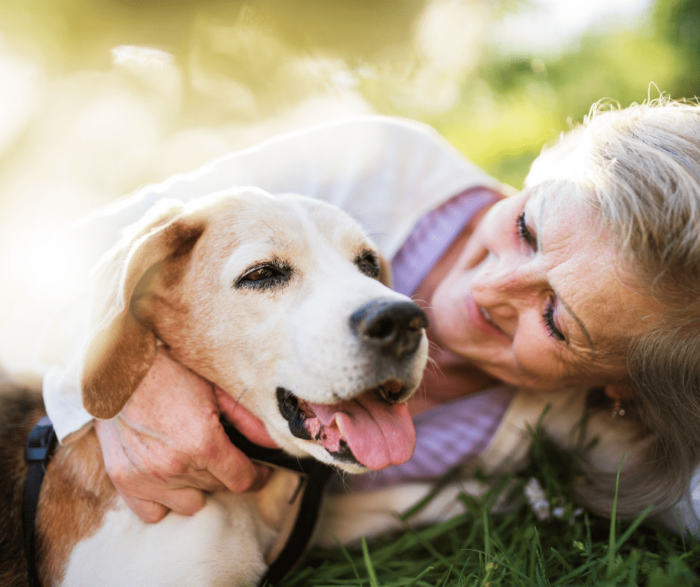 Incontinence in senior dogs