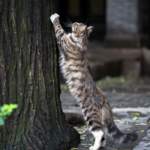 cat stretching against a tree