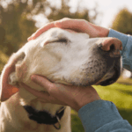 Dog being petted