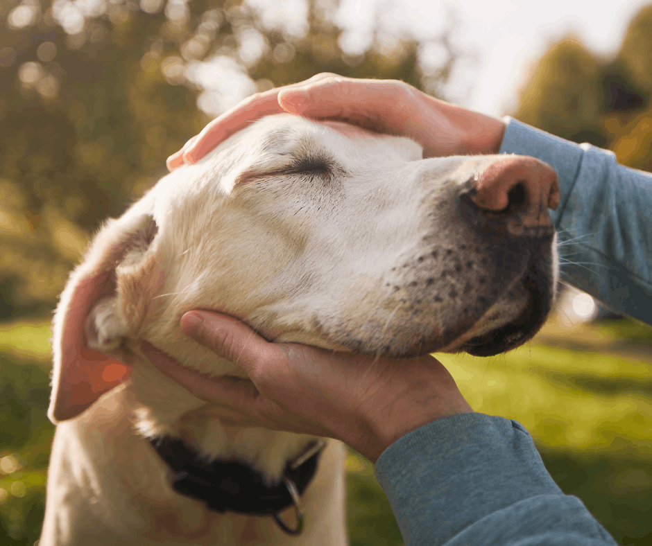 Dog being petted