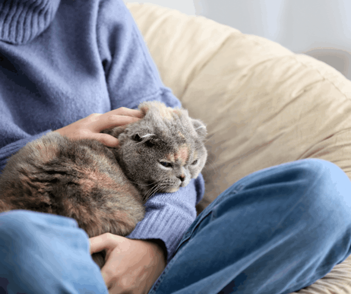 cat sitting on owners lap