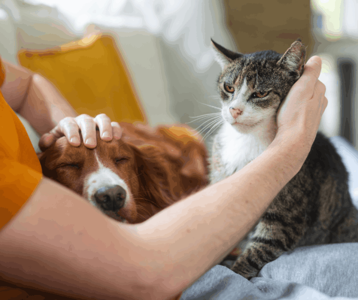 dog and cat being cuddled