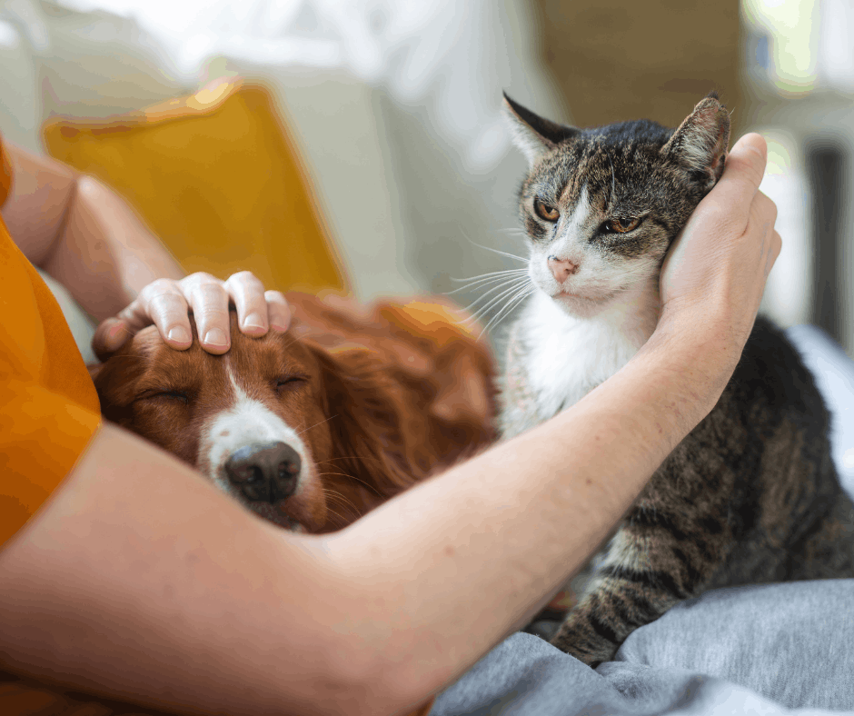 dog and cat being cuddled