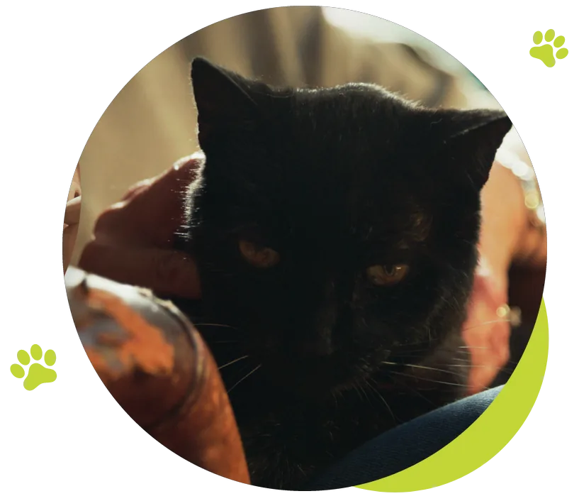 Black cat resting comfortably at home