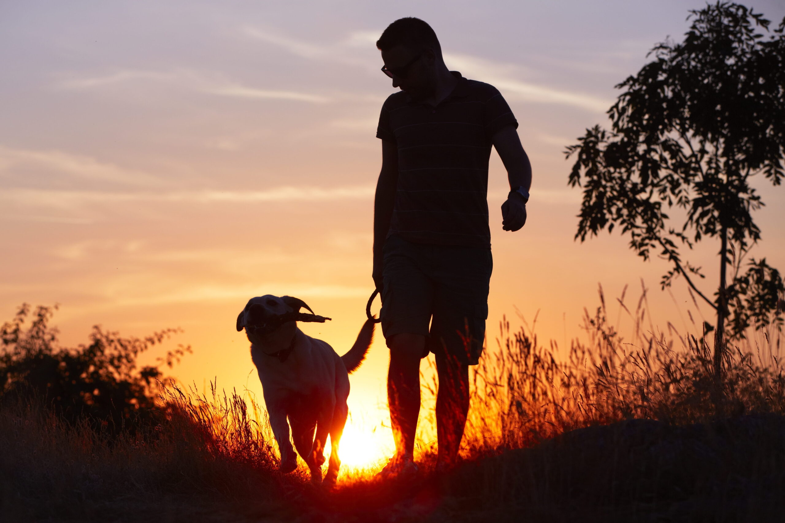 man and dog walking into sunset